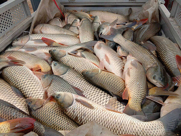 草魚(yú)配送